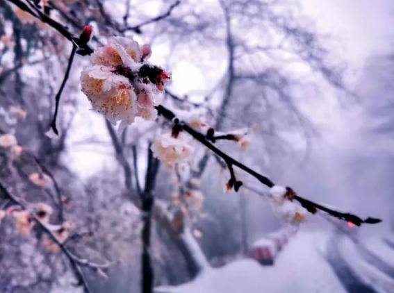 观云海冰花，赏雾淞冰挂，快来参加鸡公山浪漫樱花旅游节吧