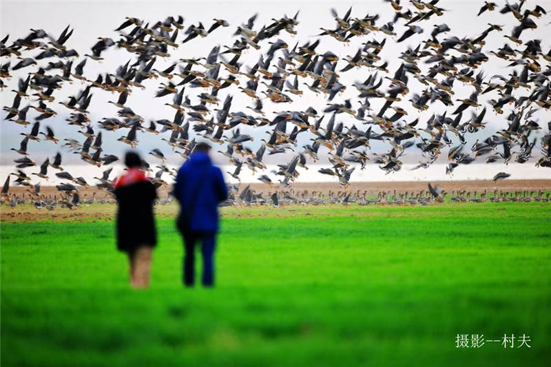 中原最美湿地、越冬候鸟家园——宿鸭湖
