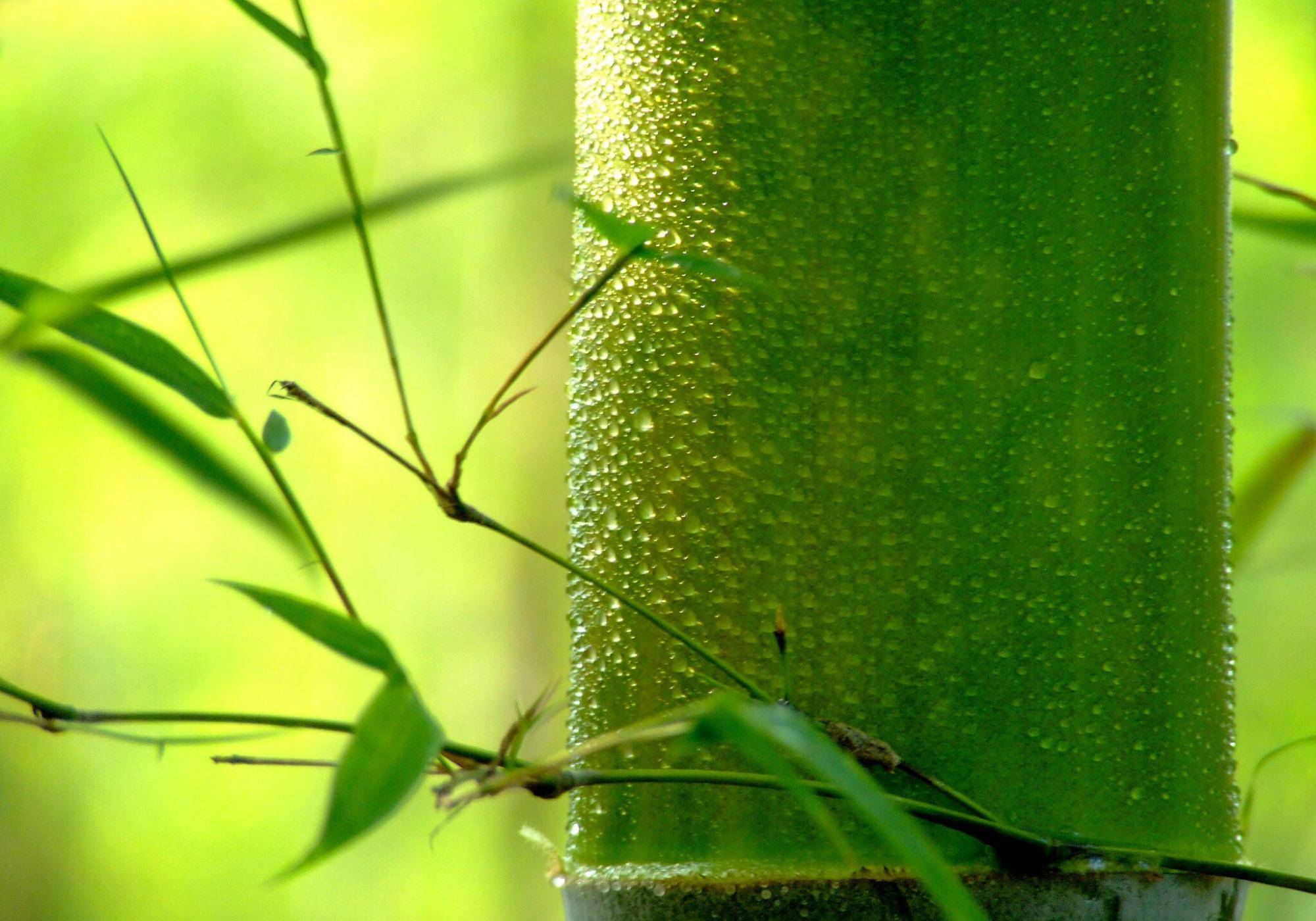 成语嚼什么咽_咽腭弓什么样子图片