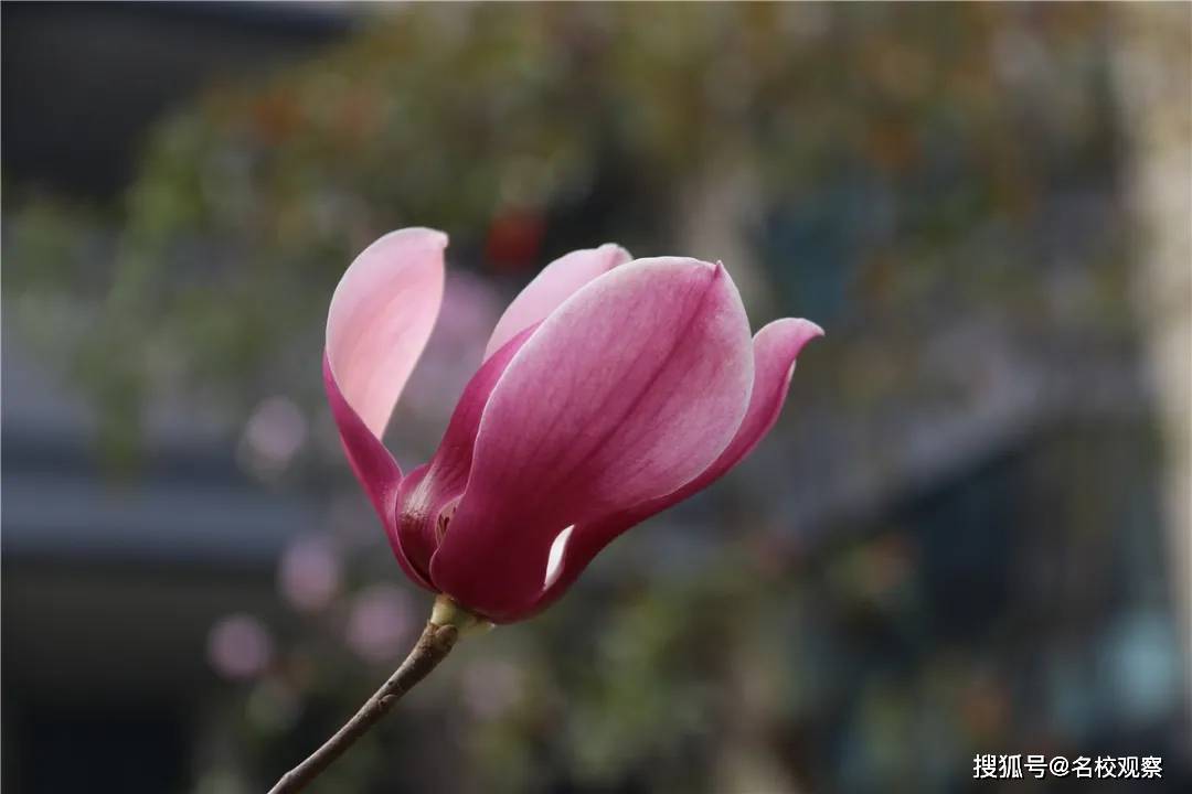 自贡衡川春之霓裳花容绽放