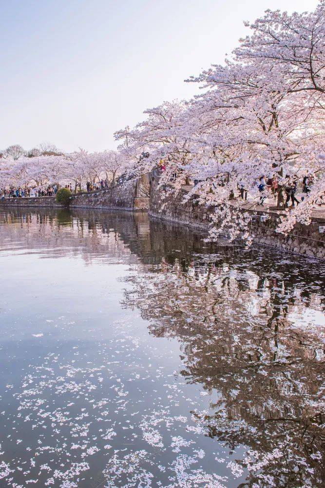 比武汉小众，比日本绝美，国内“最美樱花”藏在这里！