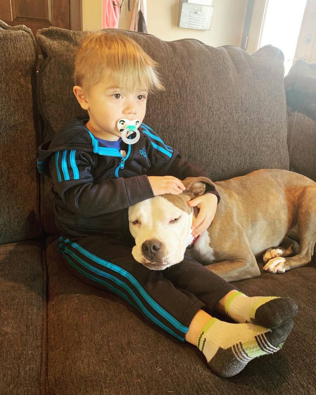 比特犬小狗睡遍幼儿园所有狗狗主人多亏大狗让着它