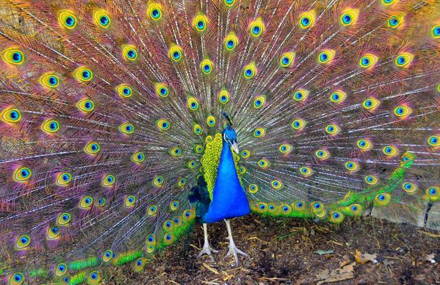 自然界许多动物雄性更美但人类却恰恰相反