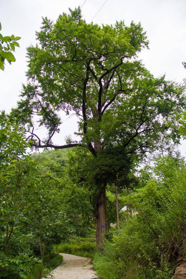 太可惜了老房子一栋350年古树一棵就这样荒废在秦岭山里面