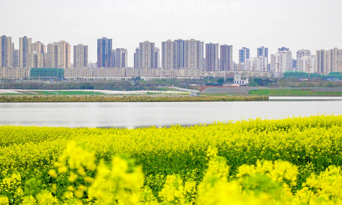 重庆潼南赏花地图：中国最美的城市油菜花海，这才是真正的花园城市