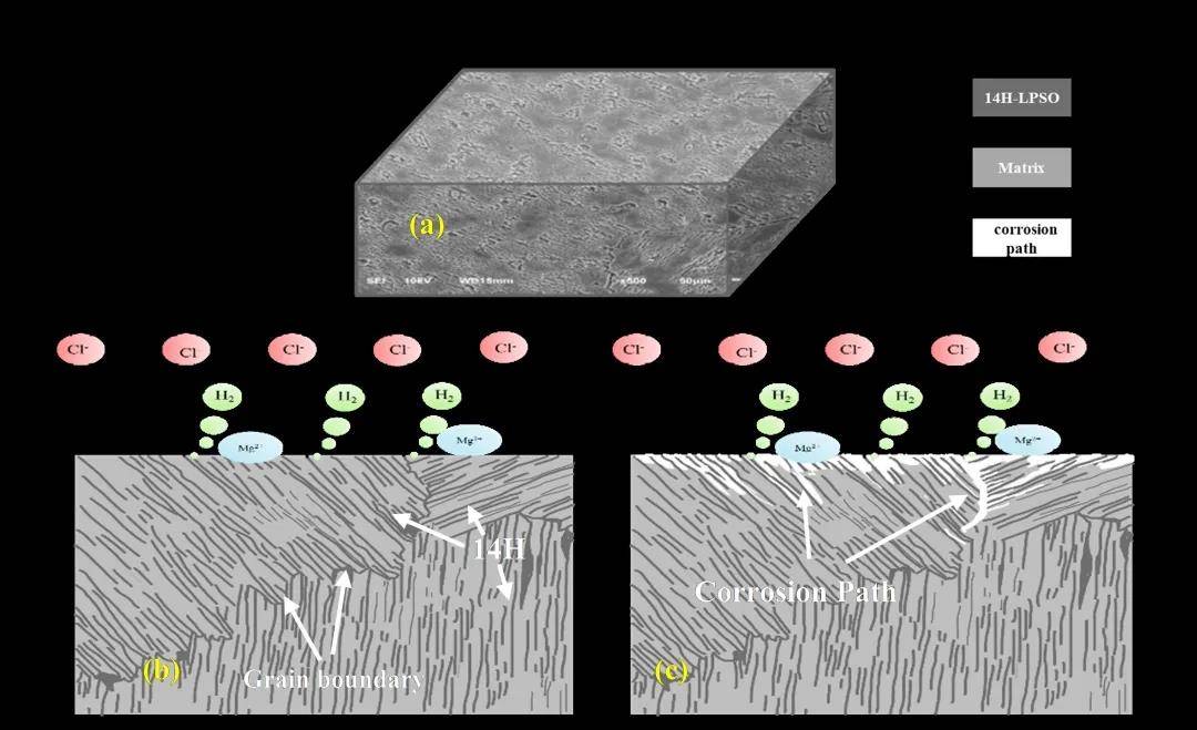 5合金腐蝕機制示意圖:(a)3-d腐蝕形貌圖;(b)電偶腐蝕對;(c)腐蝕路徑