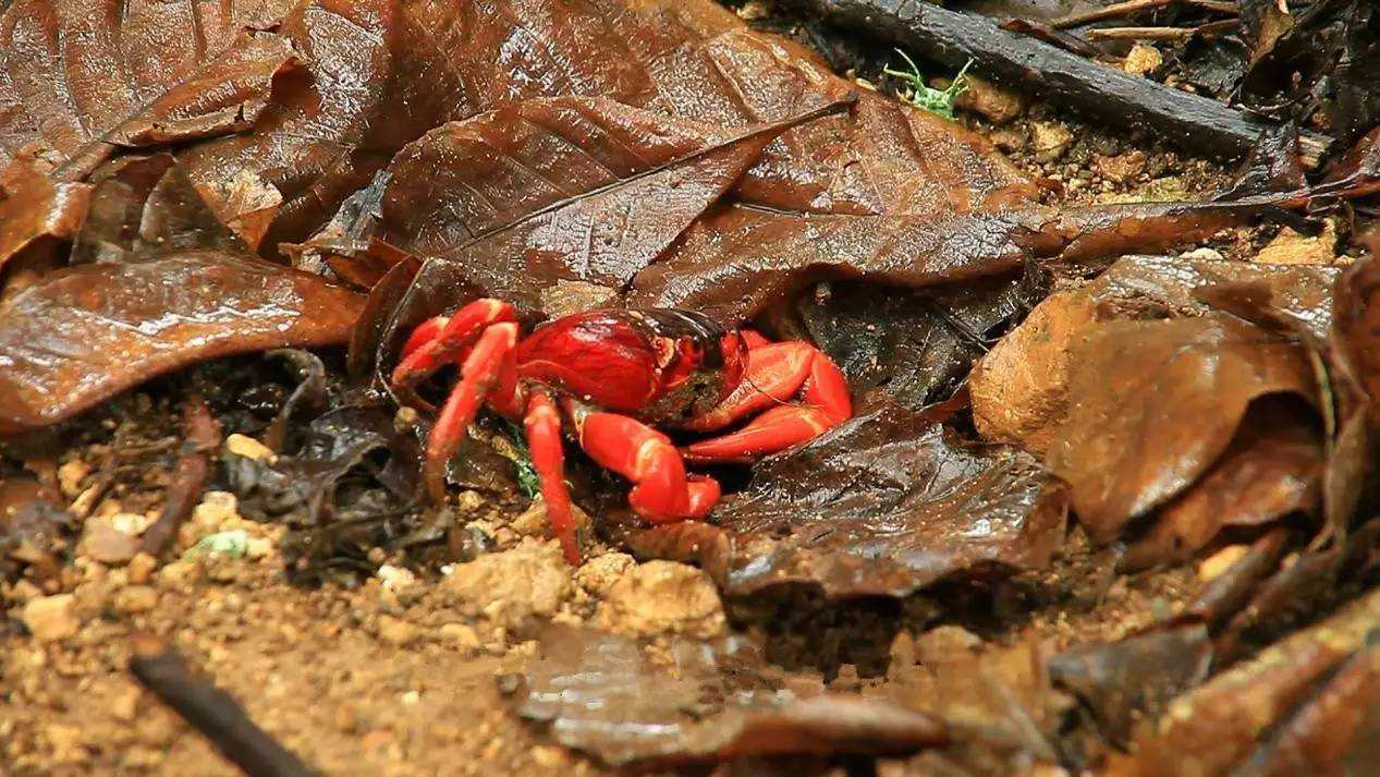 圣诞岛5000万只红蟹染红海岸，当地人为什么不捕食它们？
