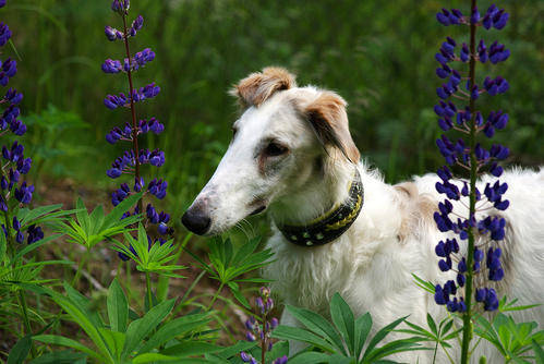 狗狗养多久开始认主人 352b7270a2a549feb765cdca21f953a2.jpeg