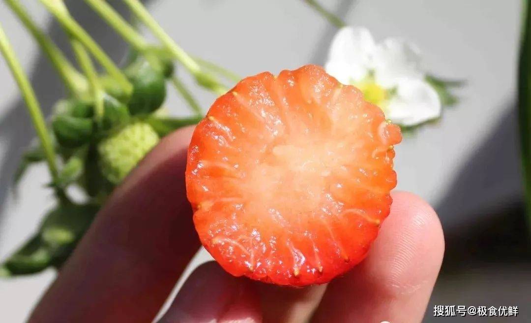 看着就流口水云南极食优鲜醉红颜草莓顺丰空运带回家