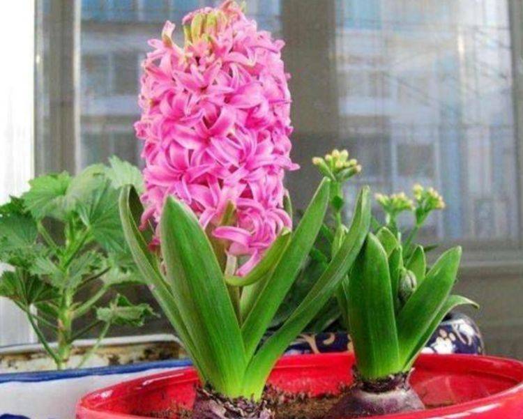 此4种花卉耐旱又耐晒花开就爆盆漂亮又好养