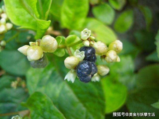 火炭母草煮水治妇科吗