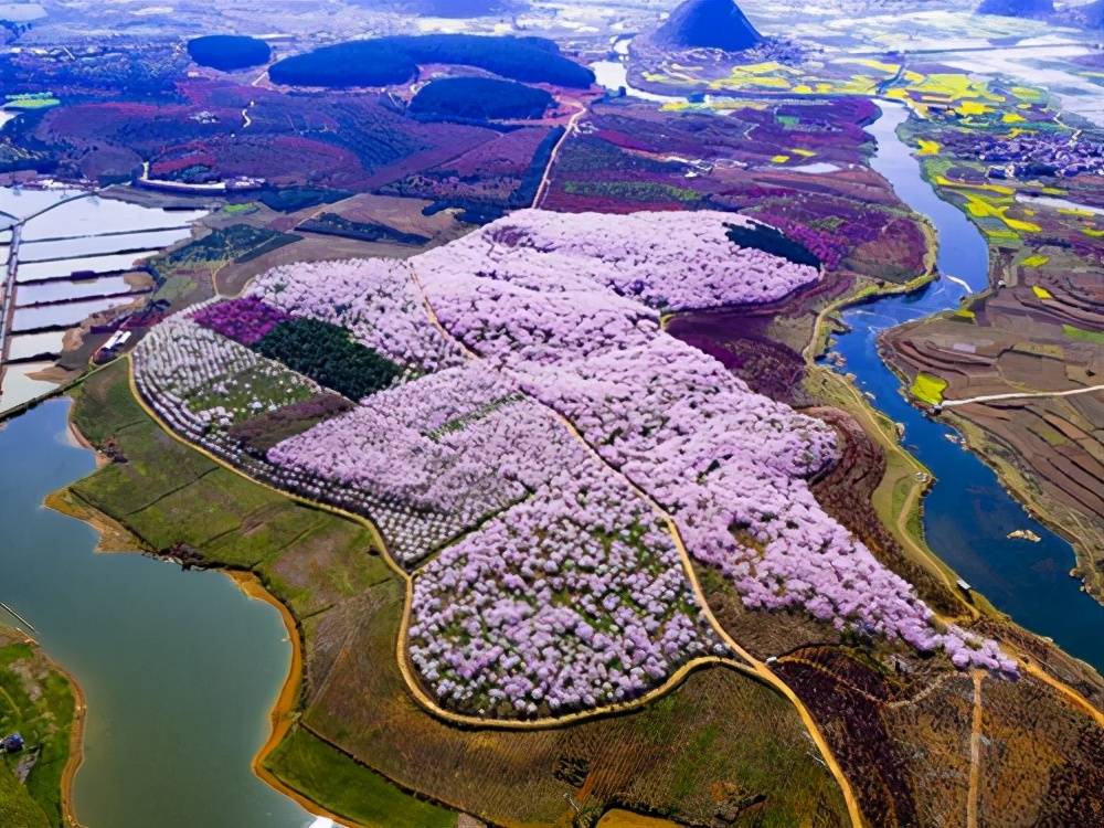 贵州贵安樱花园将于3月5日对外开放