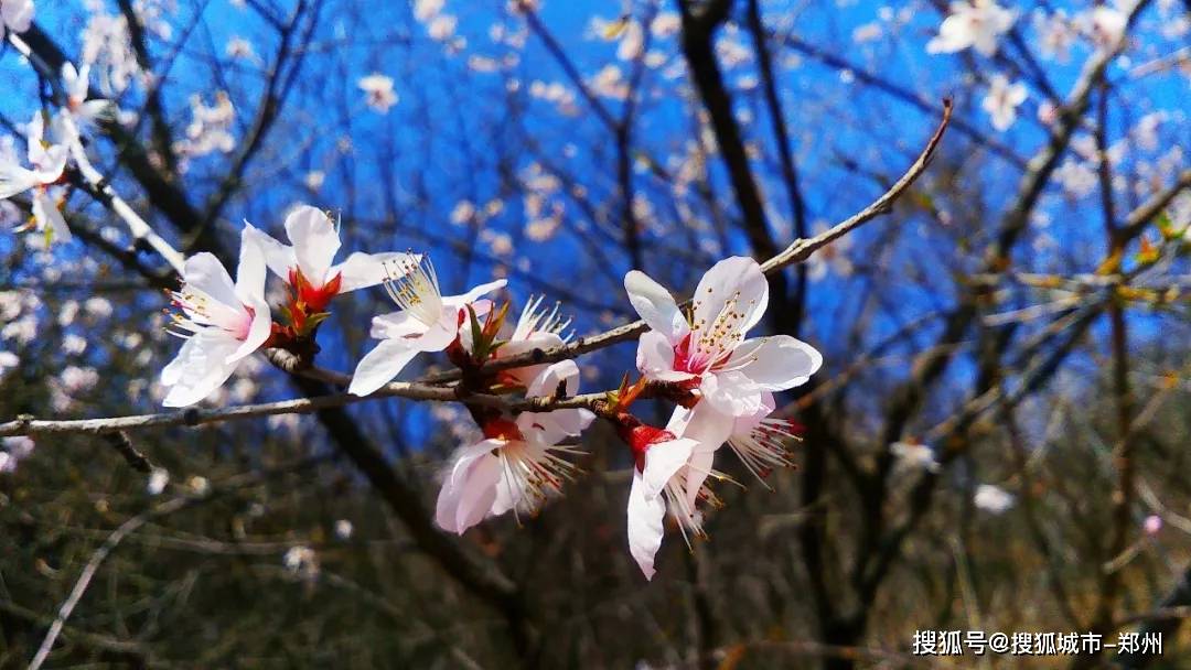 阳春三月，漫山花开，青天河开启赏花模式！