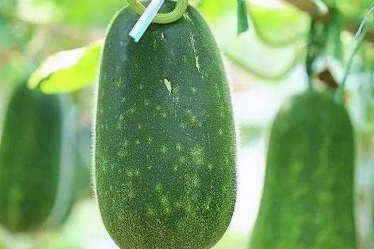 现在可以种什么冬瓜 0561db453ab34357b18df1d4f92a1d8e.jpeg