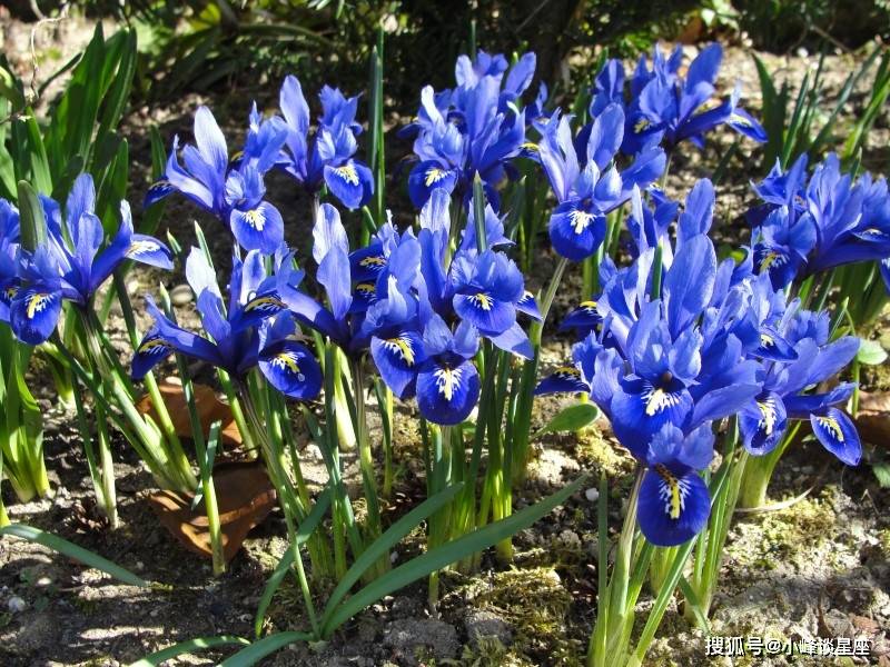 3月5日开始 运势大好 财运一飞冲天 收入暴涨的四大生肖 朋友