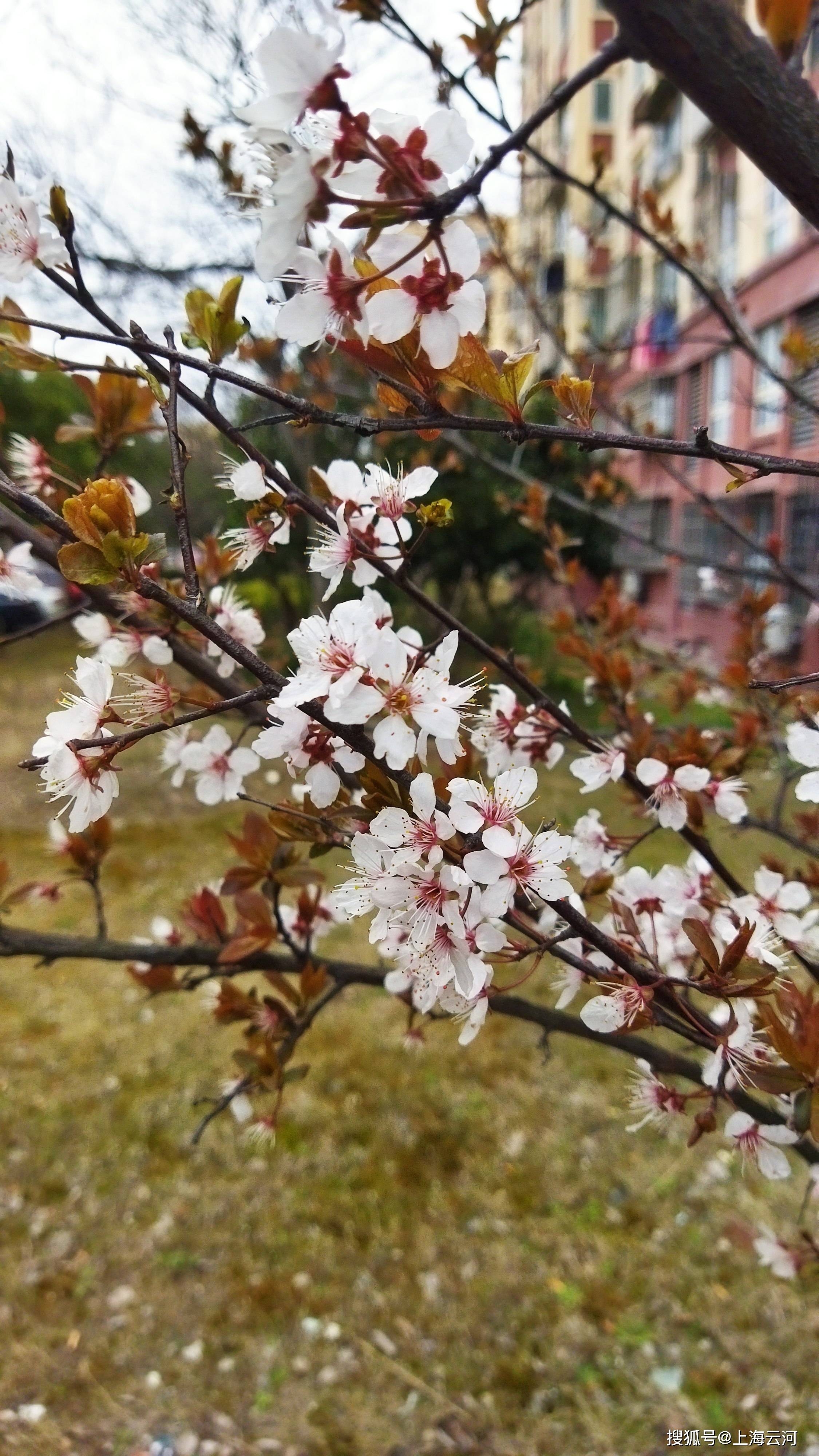 原创我们小区里种植了不少的紫叶李一种开花很漂亮还会结果实的树木