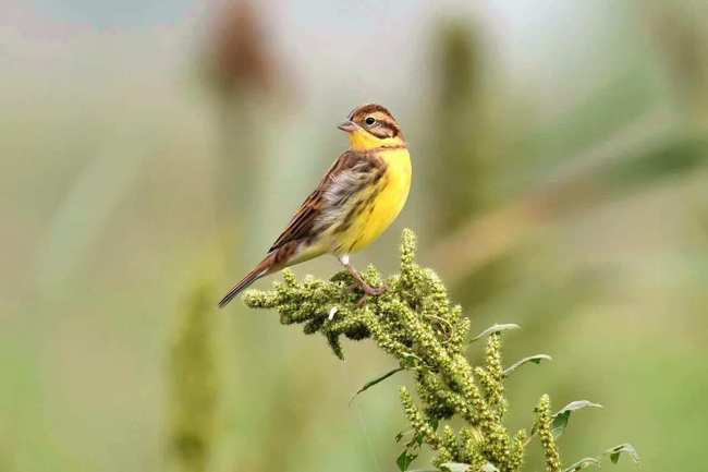 年前在我国随处可见的禾花雀 现如今怎么消失不见了 保护 年前在我国随处可见的禾花雀 现如今怎么消失不见了 保护