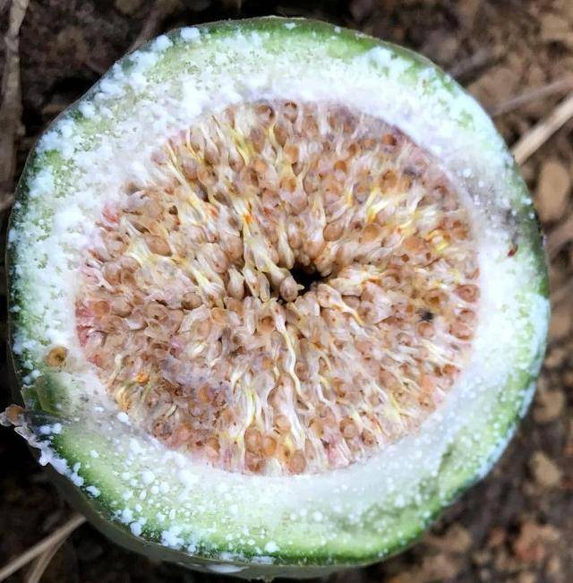 原创薜荔野果很多人觉得没有用想不到做成凉粉美味又消暑