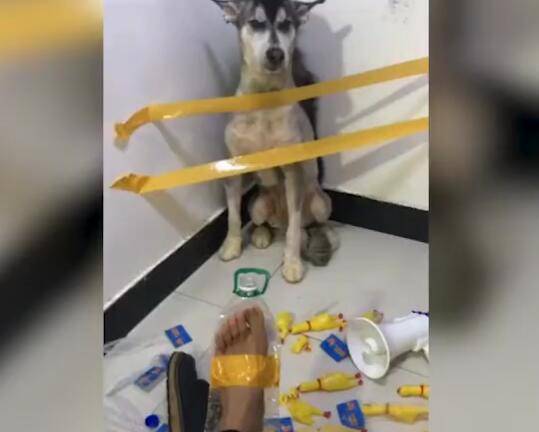 如何给狗狗做鞋子 c2625c6a53c54bcdbb5917ef700c375f.jpeg