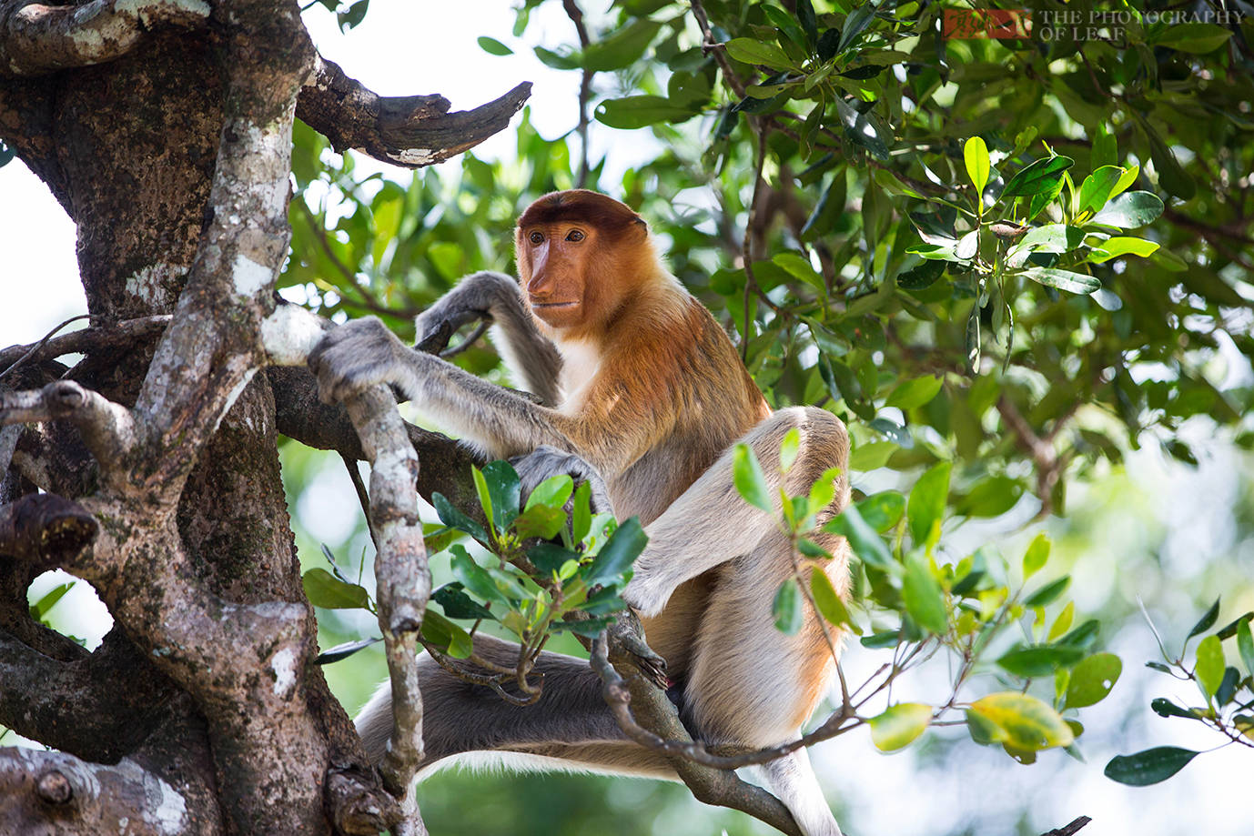 长鼻猴在亚庇，马来西亚动物园里动物植物免费下载_jpg格式_3117像素_编号39474770-千图网