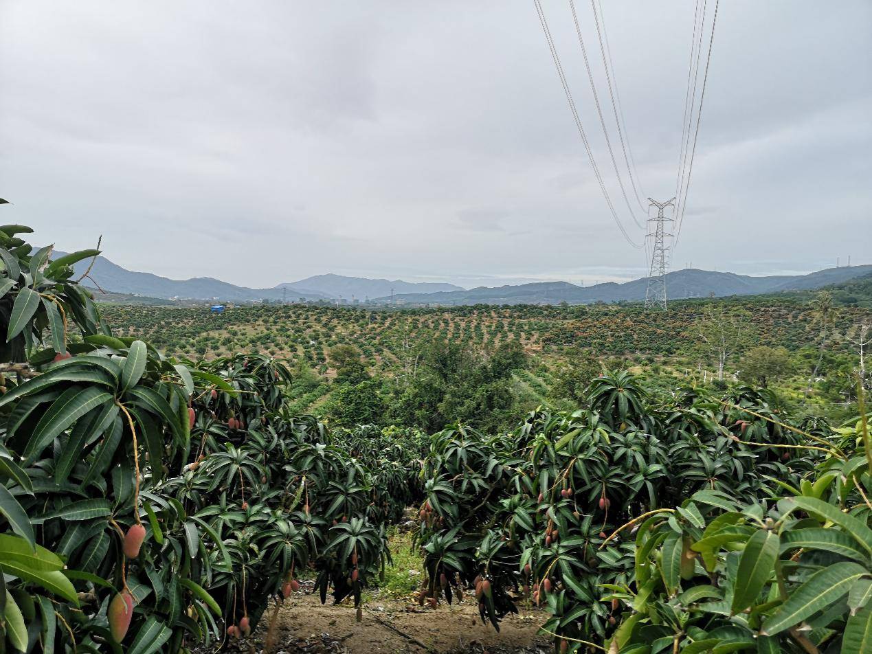 目前芒果种植近40万亩,作为三亚第一大热带水果产业,是三亚农民经济