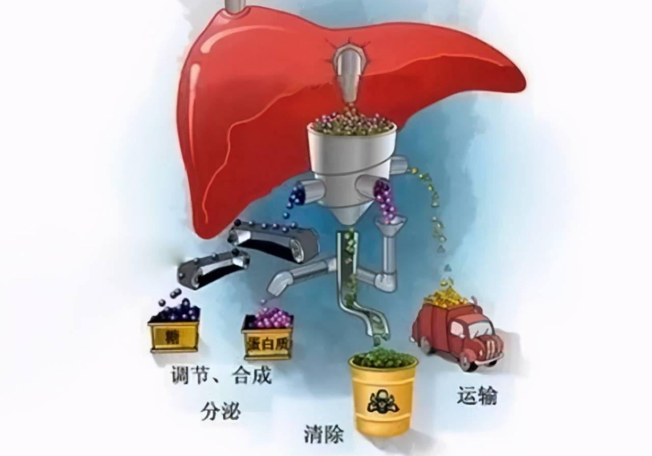 春宜保肝蛋鸡春季保肝是跟风吗