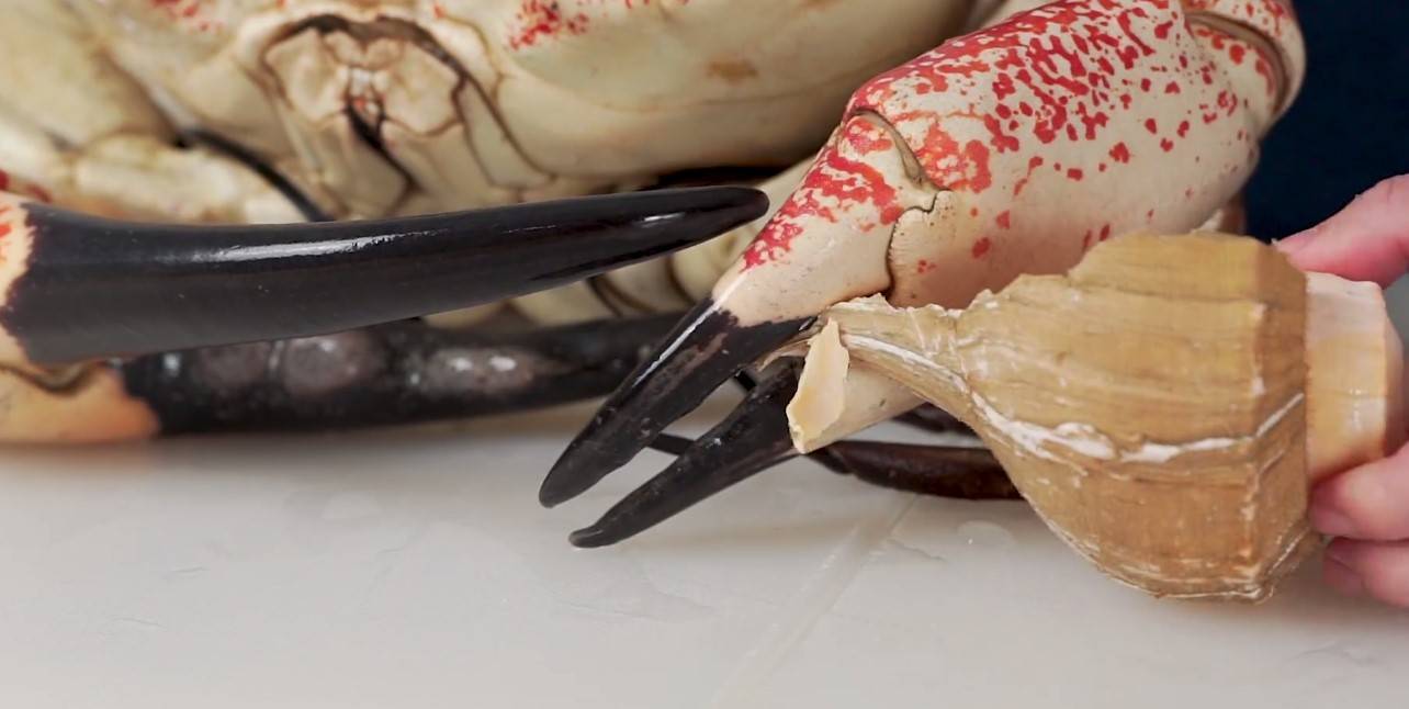 原创b站美食区质量最高的up主真下血本一万块买了只大螃蟹