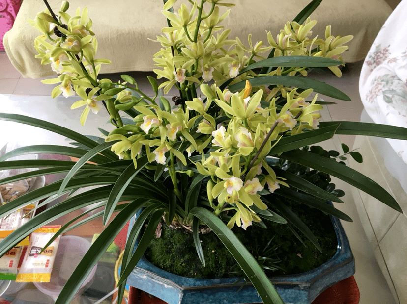 初春4种花 开花香味四溢 满屋子花香味 养护