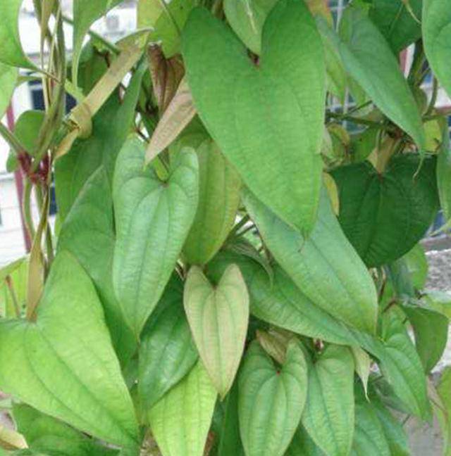 原创这植物叫大薯生长迅速块茎硕大单个最重将近100斤高产