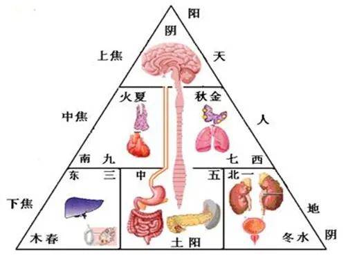 搞懂了人体三焦所有疑难杂症都迎刃而解