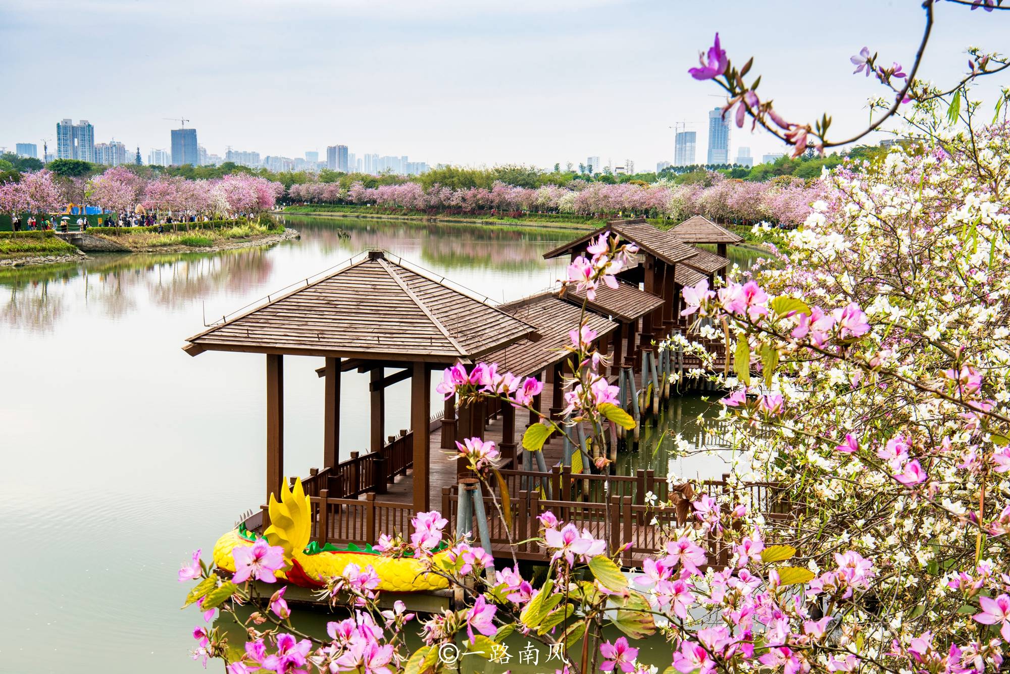 赏花不一定要去武汉婺源，广州海珠湿地紫荆花带浪漫梦幻，太美了