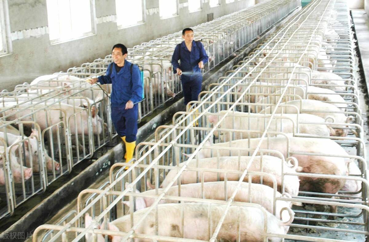 消毒能提高猪场群体稳定性如何能最大程度地发挥消毒的作用呢
