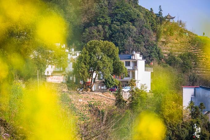安徽歙县有一座山上的村落，是众人心中的摄影天堂，赏花的绝佳地