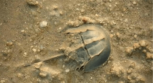 蓝色血液鲎读什么 da92cc5d28e34ff28b46b7ac30c9c352.png