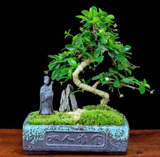 3种植物玩出新花样 养得越久价值越高 长成盆景当传家宝 花卉