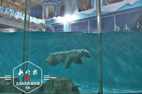哈尔滨极地公园盛大启幕 全球首个北极熊酒店同步营业