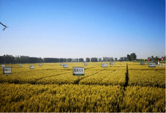 原创延津现代农业产业园的小麦都卖疯了地道君教你秘诀