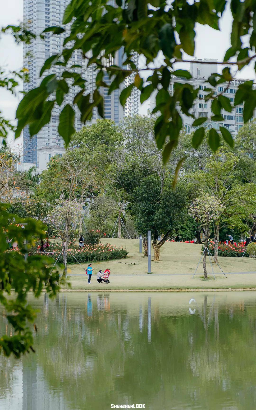 深圳的春天在这里!4片超适合春日春游野餐拍照的公园角落_油菜花
