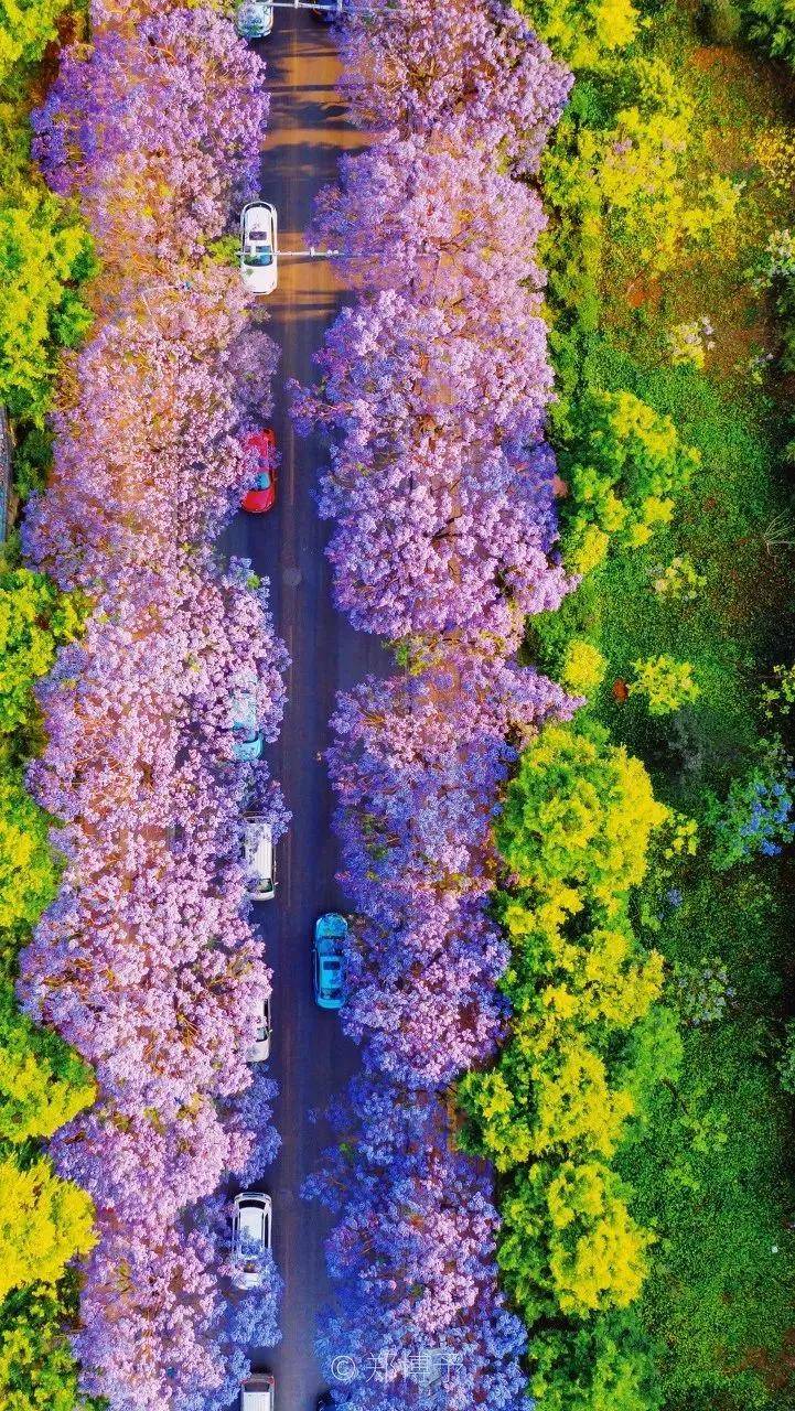 16个国内春天赏花胜地：春光乍泄、颜值爆表！