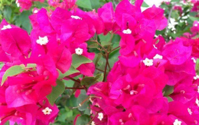 三角梅开花期怎么变艳 aad6ef8a7bbf4eea91bd3412edbd1386.jpeg