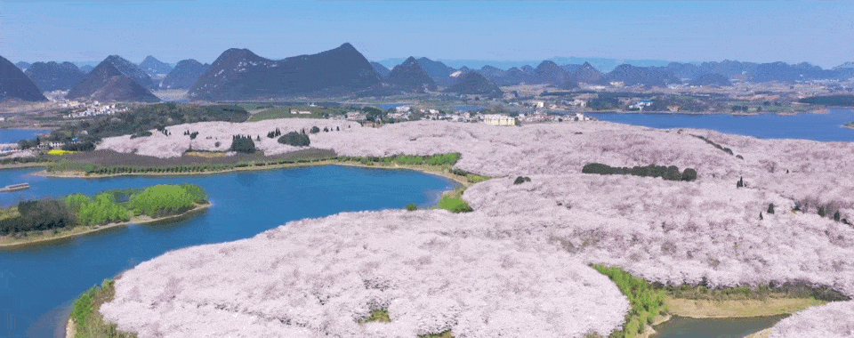 比日本绝美，全球最大的樱花基地在中国！而且还免费！