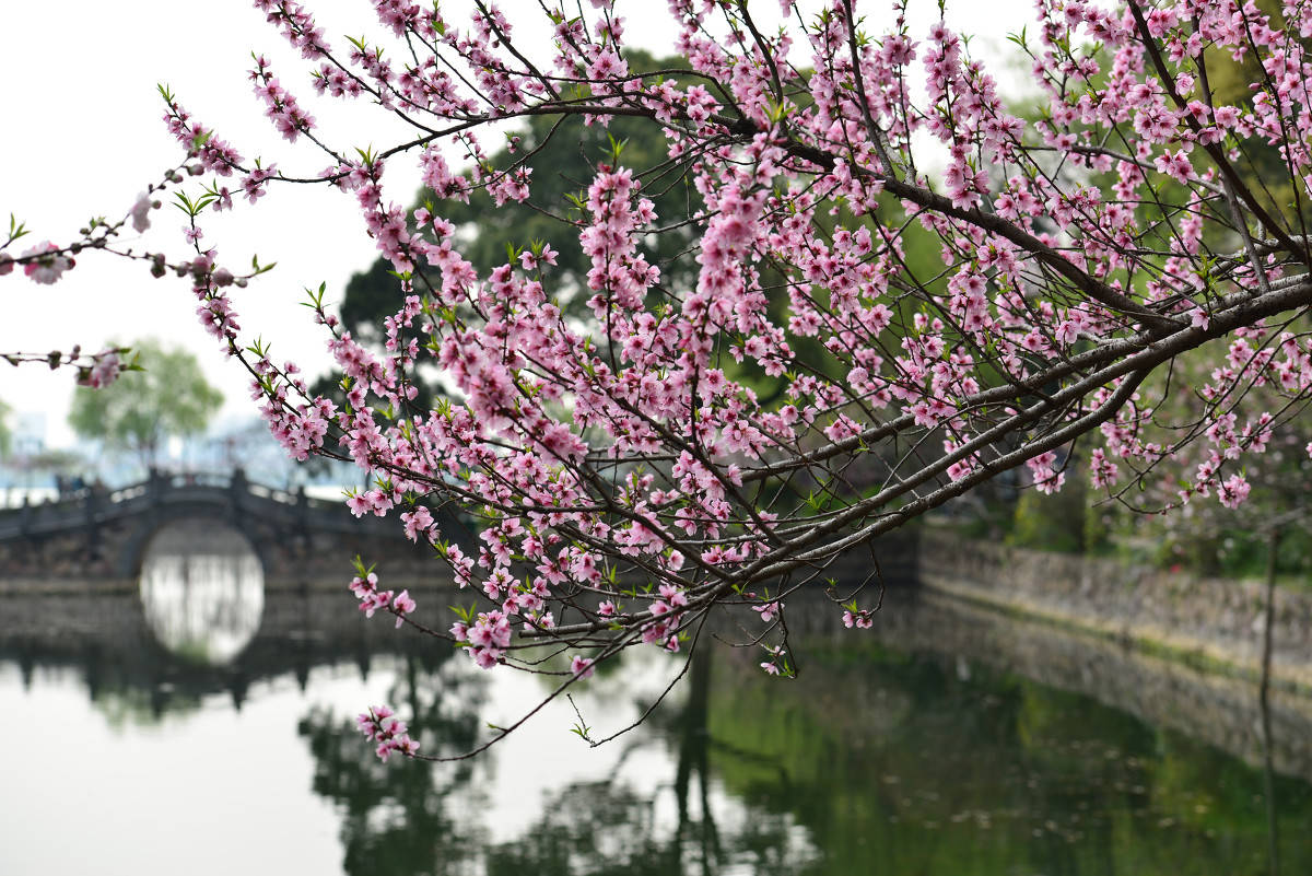 这个春天，到江苏无锡看梅花、樱花和桃花，尽享春光明媚！