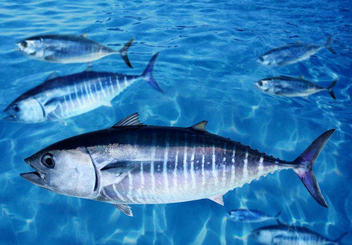 子野先生丨刺身之王蓝鳍金枪鱼 你吃过吗 脂肪