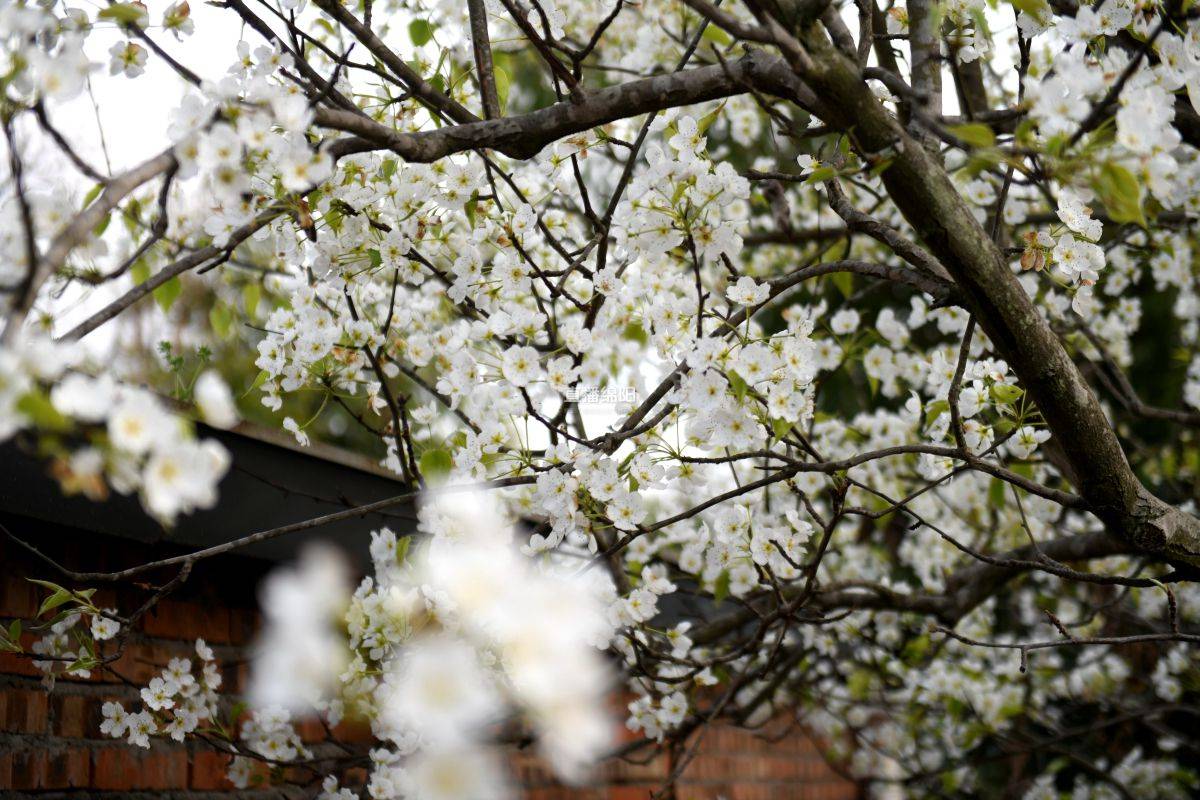 花开绵阳丨又是一季梨花开万千枝头花已白 梨树下 花开绵阳丨又是一季梨花开万千枝头花已白 梨树下