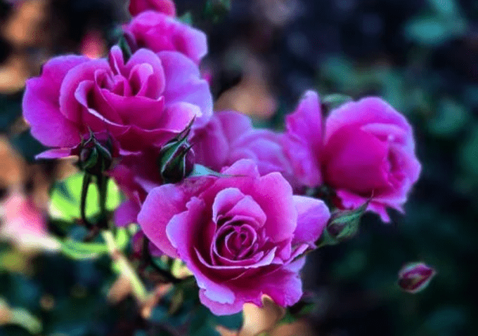 原创3月底桃花灿烂爱情萌芽3大生肖邂逅挚爱重启恋爱之旅