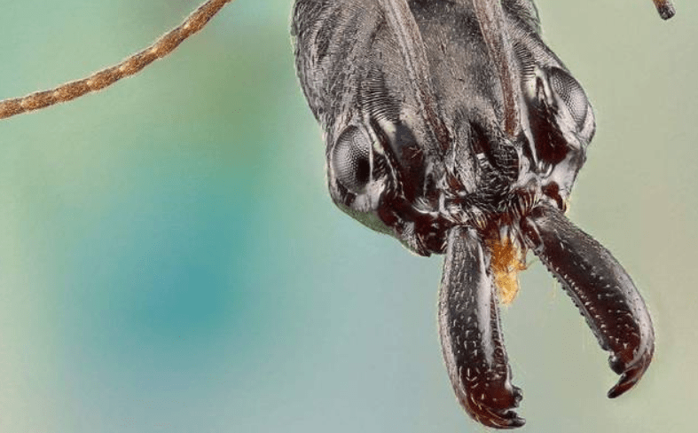 原创为什么有人说亚马逊雨林是人类禁区到底有多恐怖