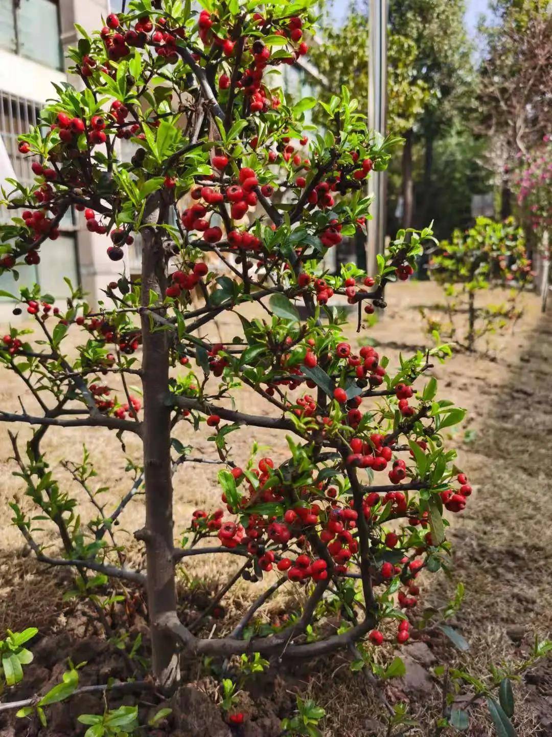 木槿花花语和寓意木槿养家中忌讳 自媒体热点