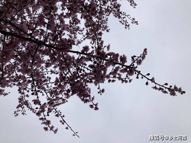 花什么实成语_成语故事简笔画(3)