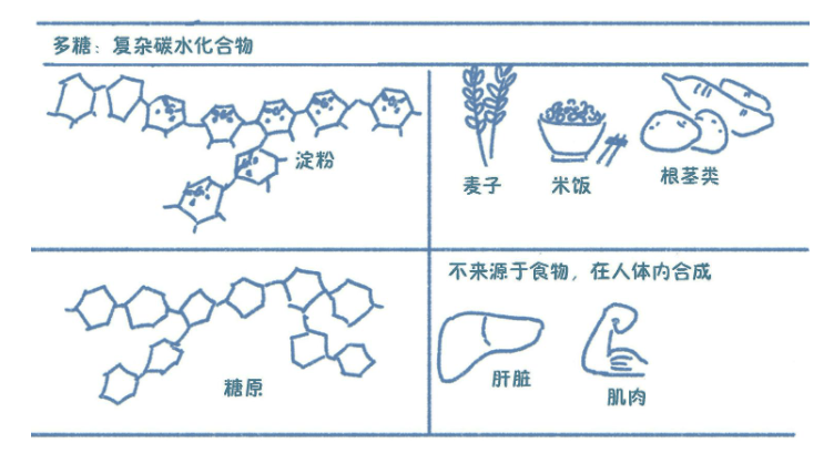 碳水化合物充滿爭議的營養素