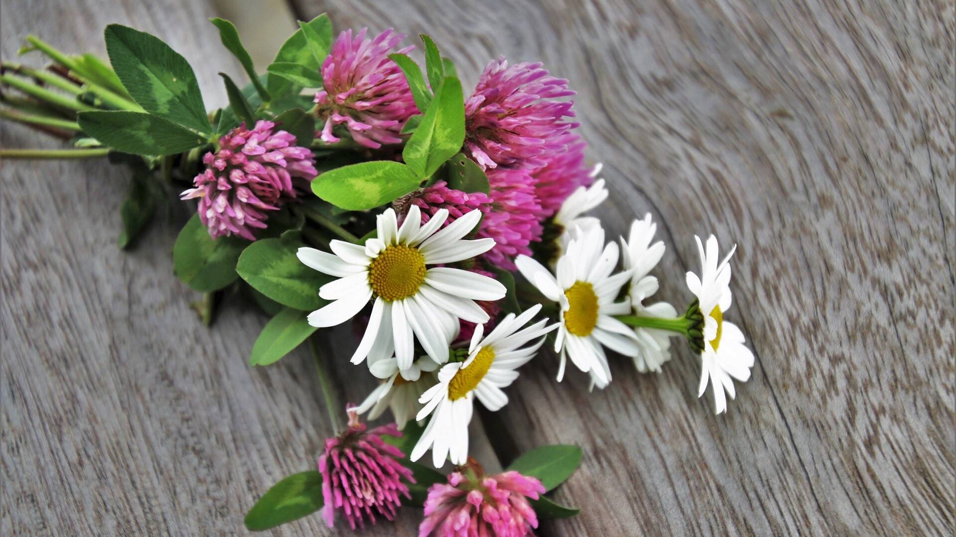 美丽的小雏菊高清图片macw